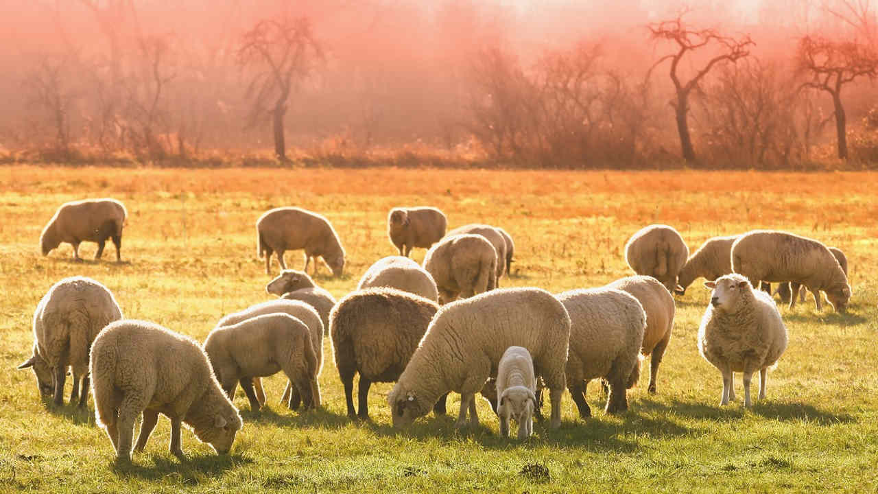 pogłowie owiec